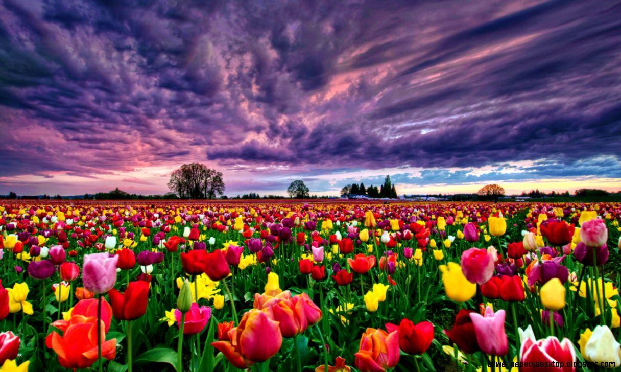 Image for AIRPORT PICKUP VIST TULIP GARDEN AND LOCAL SITE SEEING  (Night stay sringar delux hotel)